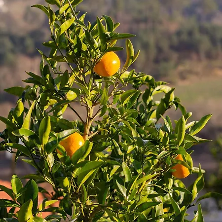 Quinta Da Azenha * Amarante
