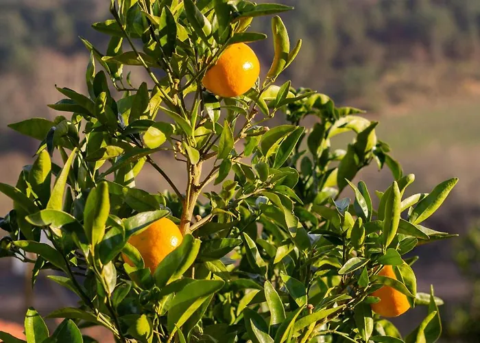 Quinta Da Azenha * Amarante